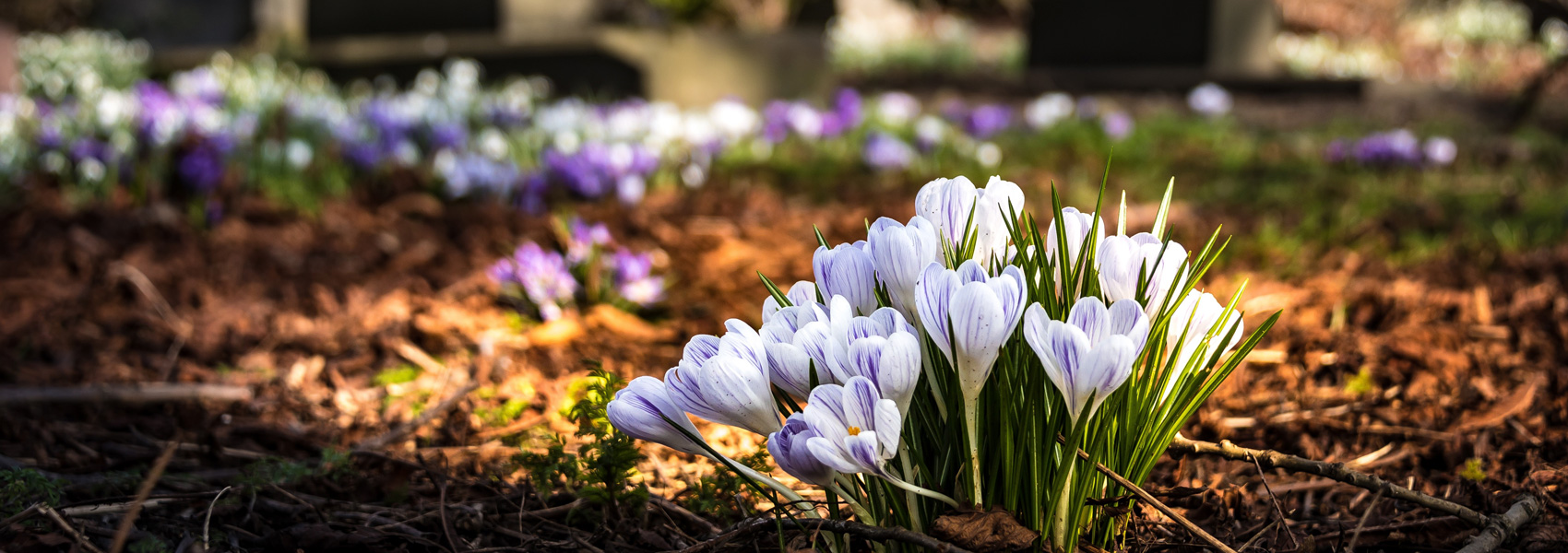 Fleurs